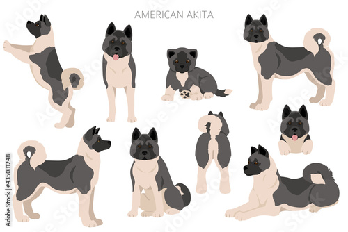American akita all colours clipart. Different coat colors set photo
