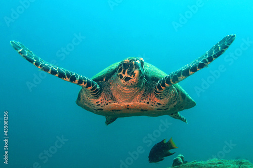 Hawksbill Turtle  Eretmochelys imbricata  Approaching. Coiba  Panama