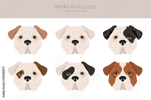 American bulldog all colours clipart. Different coat colors set.