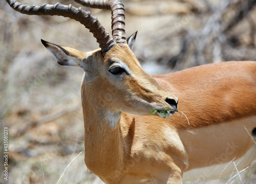 Fototapeta Naklejka Na Ścianę i Meble -  Close-up of an Impala Antelope (Aepyceros melampus) Feeding. Kruger Park, South Africa