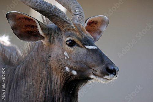 Close-up of a Male Nyala (Tragelaphus angasii). Kruger National Park, South Africa photo