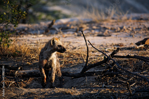 Young Spotted Hyena (Crocuta crocuta) in Early Morning Sun. Kruger Park, South Africa