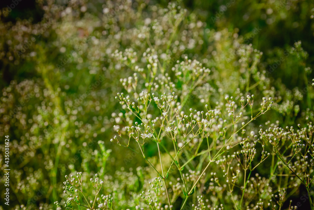 Dark green background with tiny white gypsophila flowers in the garden