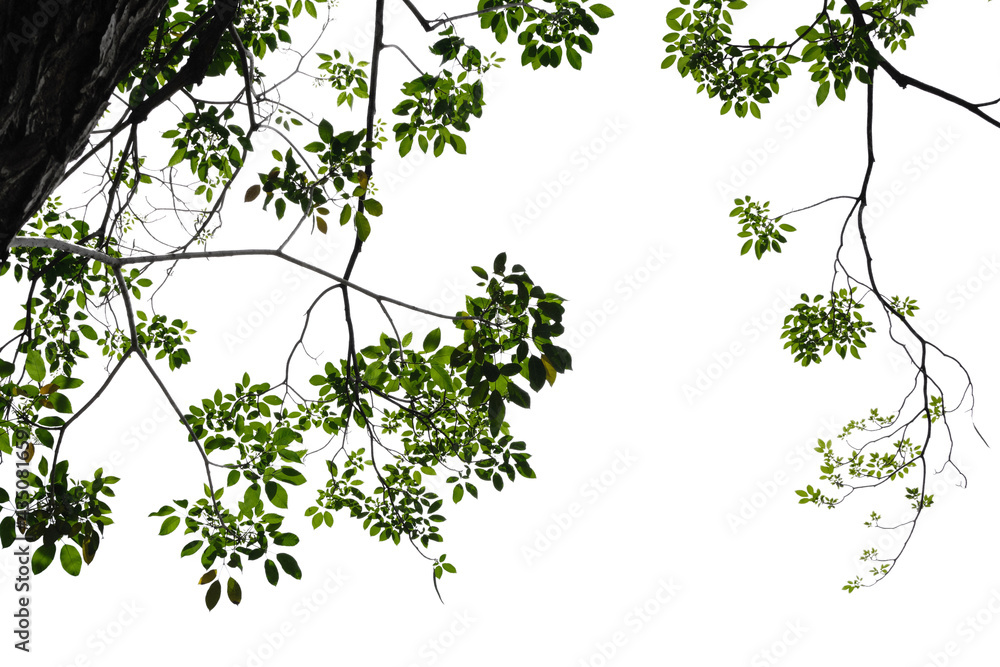 Fresh green tree branch isolated on white background Fresh green tree branch isolated on white background