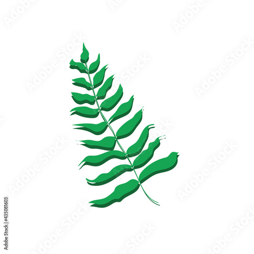 Green leaf of a tropical plant isolated on white. Vector illustration of a green plant.