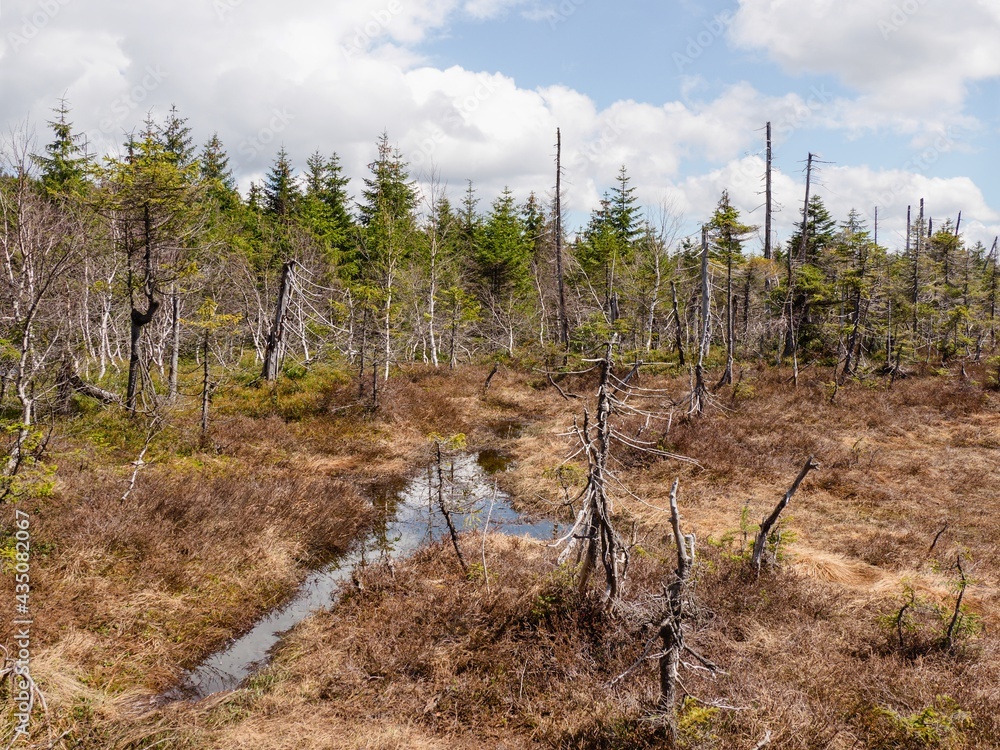 Peat bogs in the top parts of the Jizera Mountains