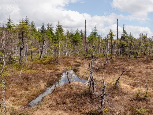 Peat bogs in the top parts of the Jizera Mountains