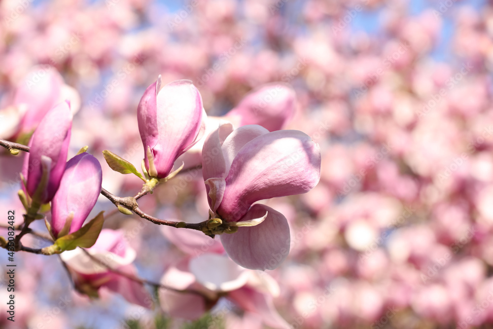 Obraz premium Beautiful magnolia tree with pink blossom outdoors, closeup. Spring season
