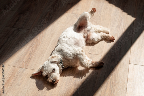 dog relax on the floor in sun light, cozy home concept