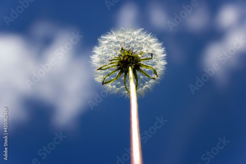 Dandelion on a background of blue sky. Blurred background.