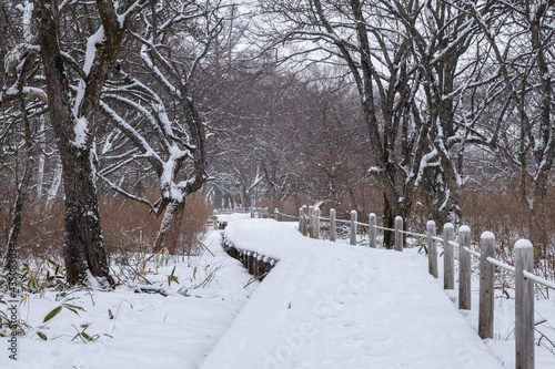 栃木県日光市 雪の戦場ヶ原 遊歩道