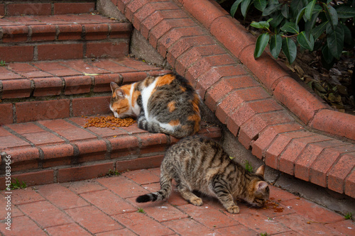 feeding time for two cats, cats on the red floor