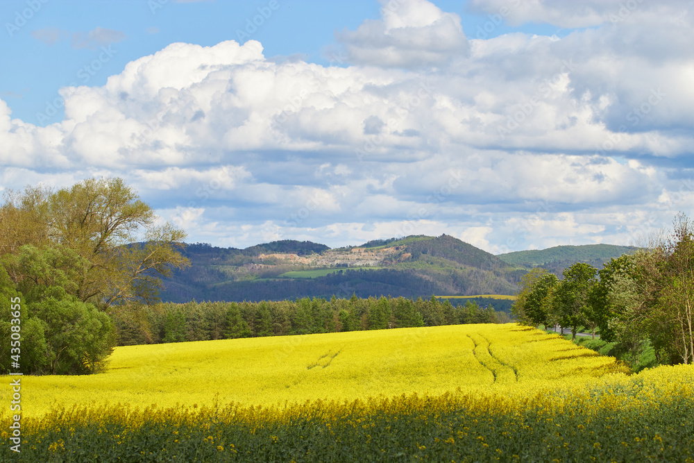 Landscape. Yellow rapeseed field. Forest. Trees and bushes. Hills. Blue sky with cumulus clouds.