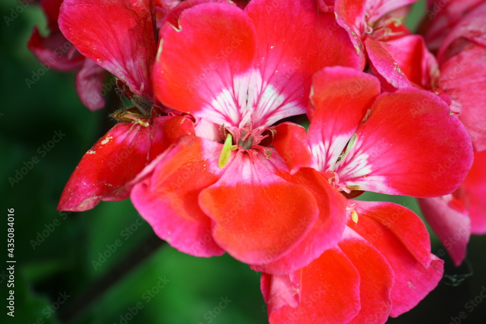 Close-up of bright pink-red geranium flowers (pelargonium) Close-up of bright pink-red geranium flowers (pelargonium)