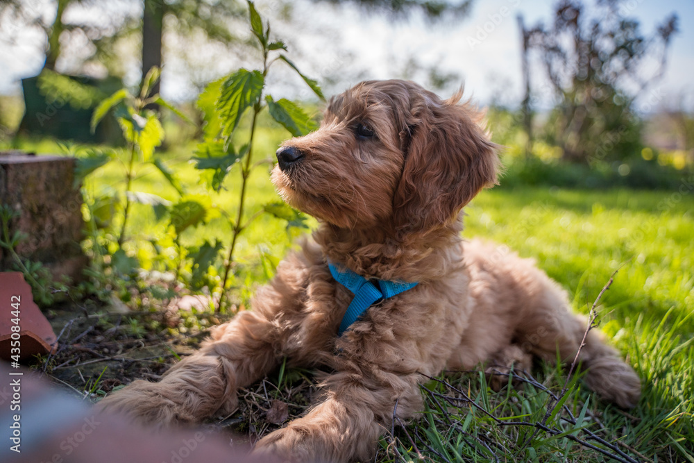 golden doodle puppy lying on the ground golden doodle puppy lying on the ground