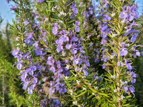 Rosemary  Rosemary flowers  Rosemary Hub