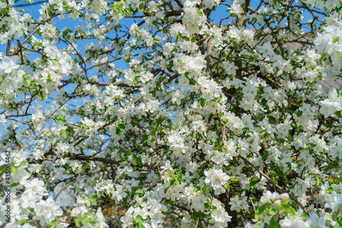 Branches of blooming apple trees in spring. Beautiful floral white background.