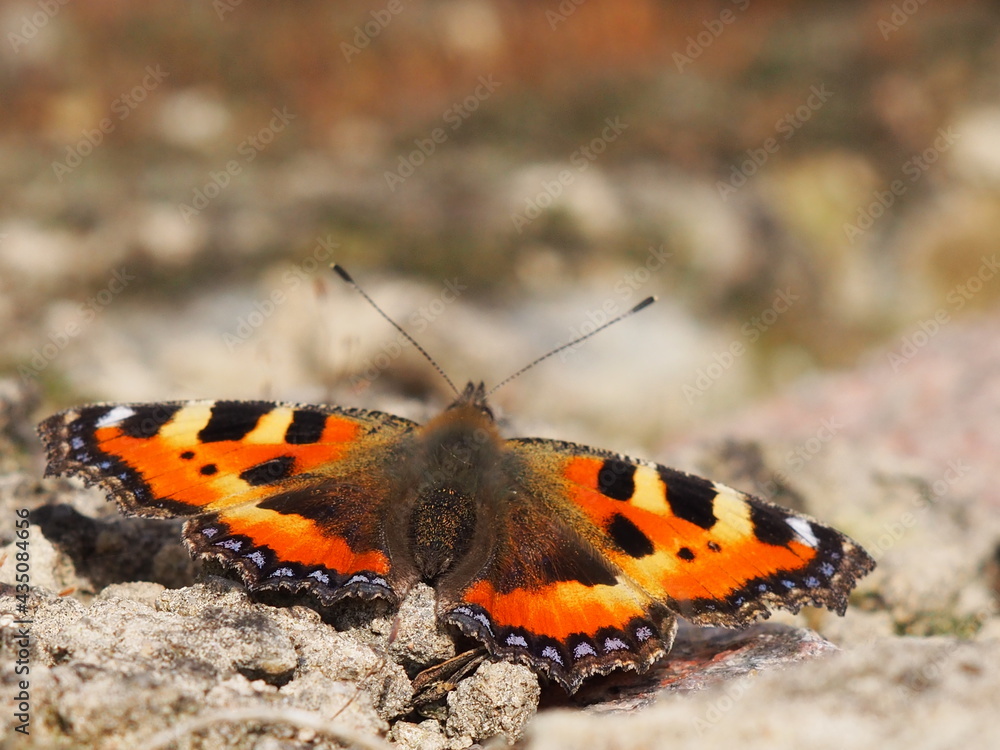 Obraz premium Small tortoiseshell or Kleiner Fuchs (Aglais urticae), butterfly in the Rattey wine-growing region, Mecklenburg