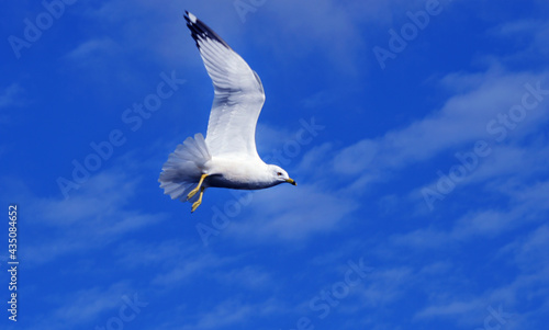 Seagull in a flight