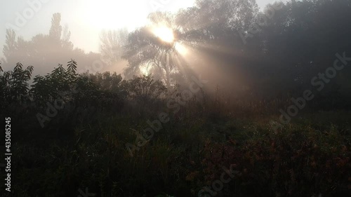  Flying a drone to the sun through trees in the morning fog