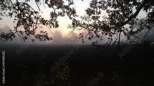 Camera travel among tree branches at sunrise in fog