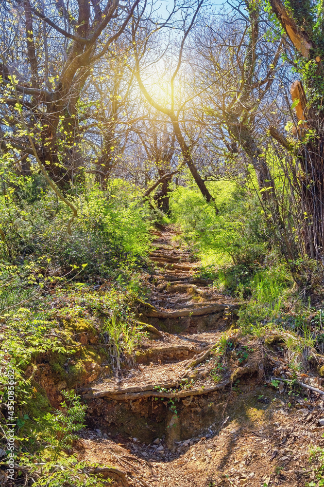 Path trough magical enchanted forest. Steps made from roots of trees going upwards. Montenegro, Tivat, Gornja Lastva Path trough magical enchanted forest. Steps made from roots of trees going upwards. Montenegro, Tivat, Gornja Lastva