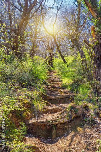 Path trough magical enchanted forest.  Steps made from roots of trees going upwards. Montenegro  Tivat  Gornja Lastva