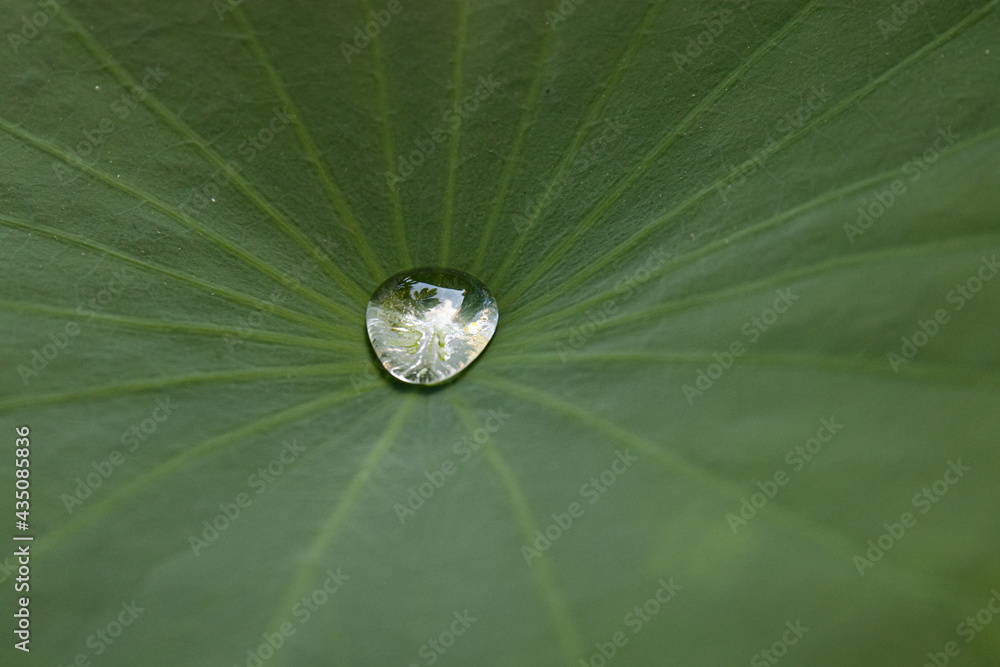 Water drop on green lotus leaf Water drop on green lotus leaf