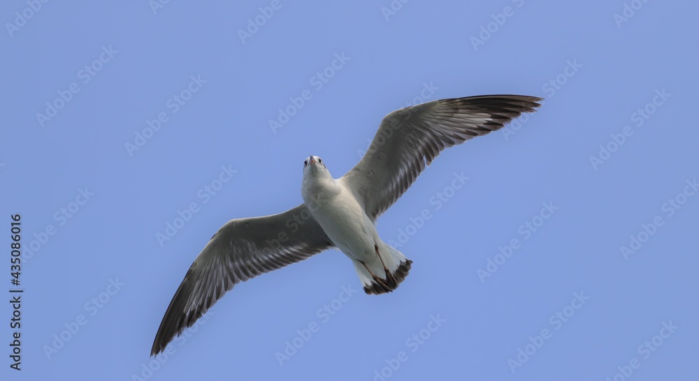 Fototapeta premium seagull in flight