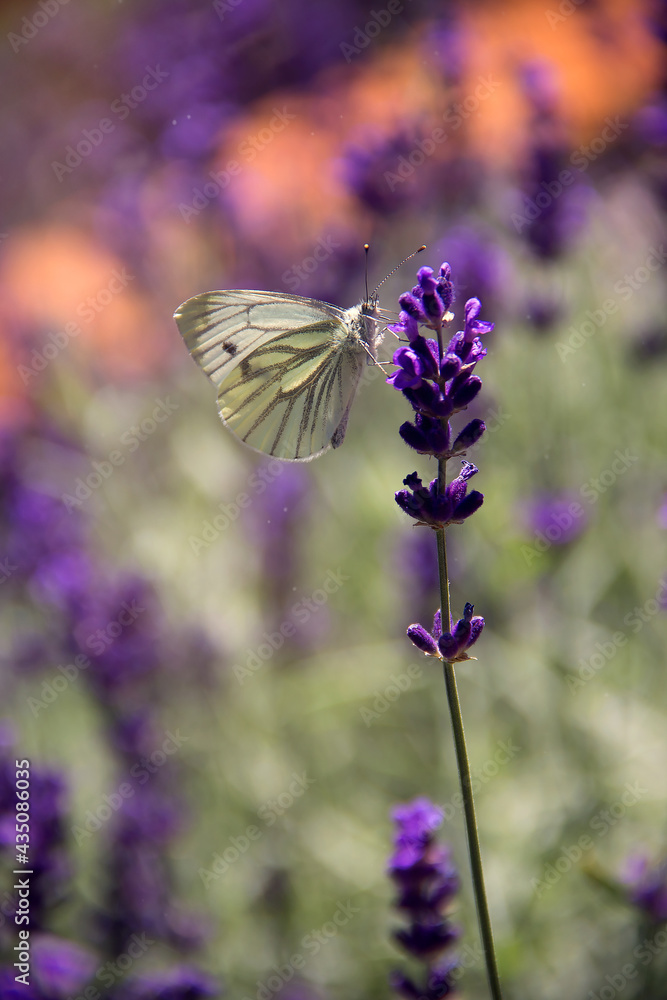 Naklejka premium butterfly on lavender flower