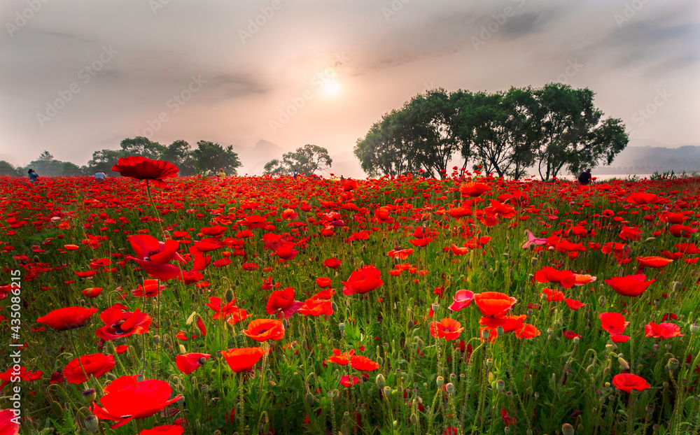 Red poppies among wildflowers and other wildflowers in the setting sun