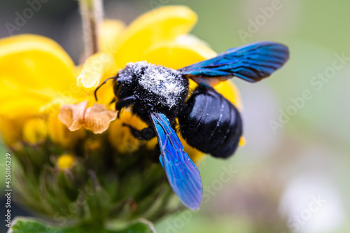 xylocope, black bumblebee with blue wings, foraging on a flower photo