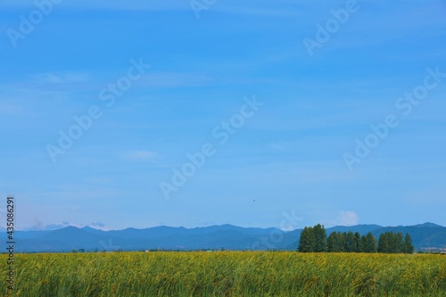 field and blue sky