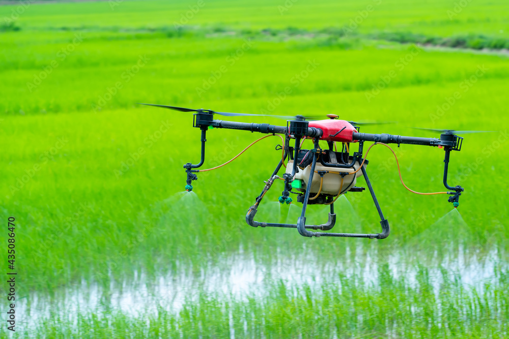 agriculture drone carry a tank of liquid fertilizer flying to spray it in rice area