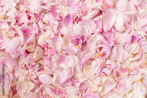 Pink peony petals on background