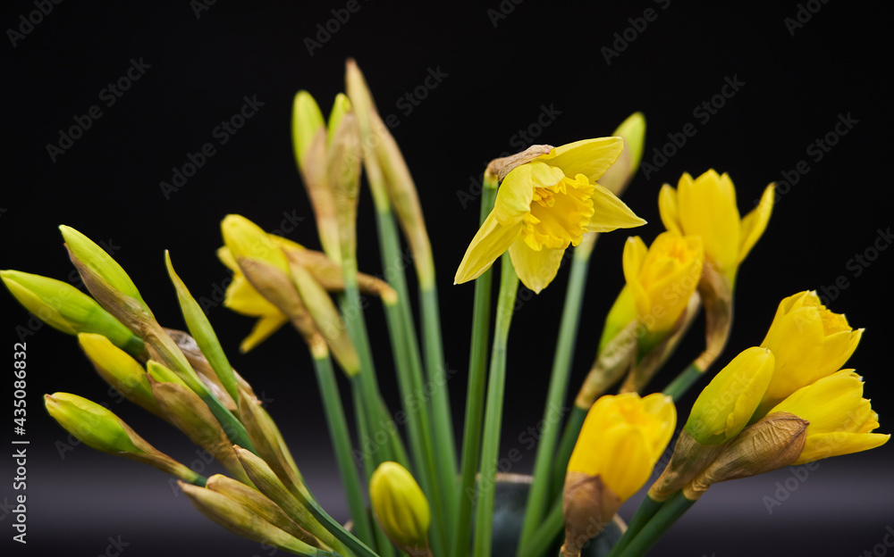 Fototapeta premium Beautiful yellow spring flowers in vase