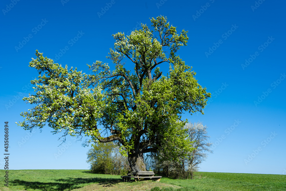 lühender Mostbirnbaum bei Widdern lühender Mostbirnbaum bei Widdern