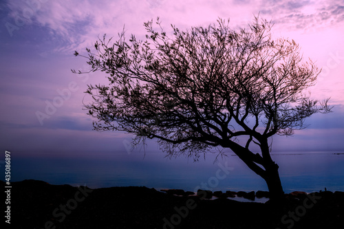 A lopsided tree is seen on the main beach in Goderich  Ontario during a beautiful sunset with a slightly magenta sky.