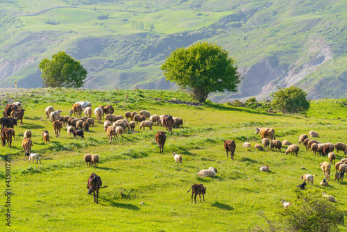 A herd of cows and sheep grazes on a green meadow in the mountains