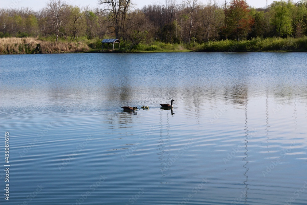 Some geese in the lake at the park on a sunny day. Some geese in the lake at the park on a sunny day.