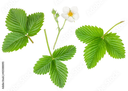 Flowers strawberry with green leaves isolated on white background