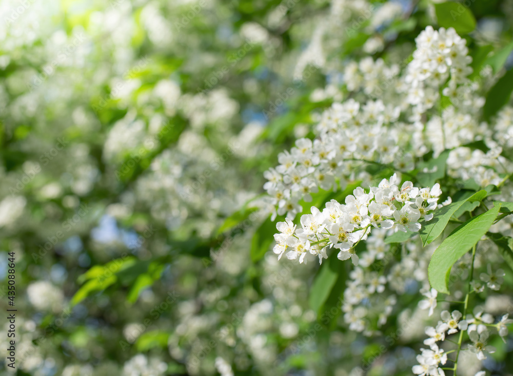 Branch of flowering bird cherry in white flowers Branch of flowering bird cherry in white flowers