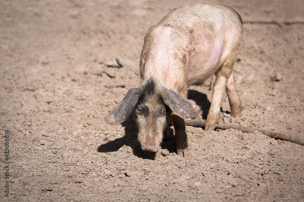 Funny pig with big ears walking on the ground. Copy space. Funny pig with big ears walking on the ground. Copy space.