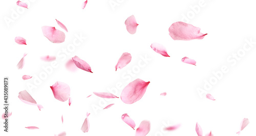 Fototapeta Naklejka Na Ścianę i Meble -  Beautiful sakura flower petals flying on white background. Banner design