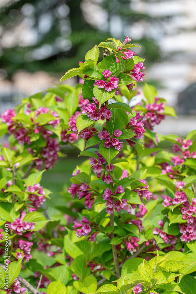Beautiful pink Weigela hortensis. Flowering weigela in the garden Beautiful pink Weigela hortensis. Flowering weigela in the garden