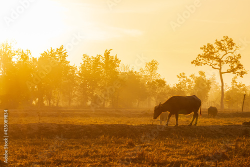 Morning sun Shining through the beautiful scenery And buffalo in the fields of rural Thailand © kaewphoto