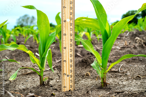 Fototapeta Measuring ruler next to two young small corn plants in farm field at spring time