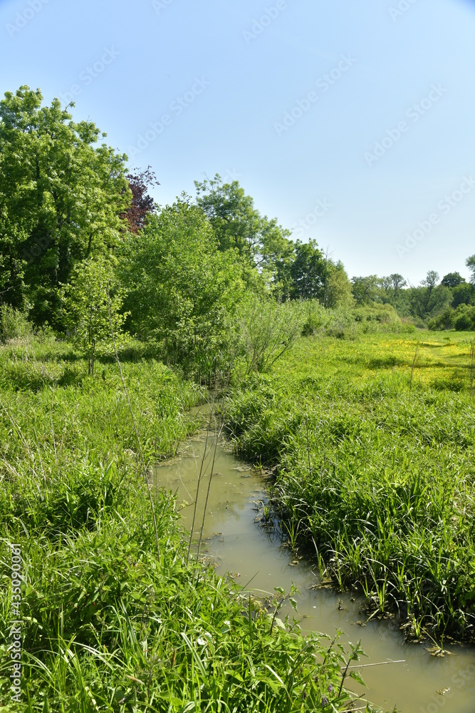 Le ruisseau Molembeek traversant les marrais sauvages de Ganshoren à l'ouest de Bruxelles