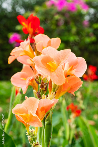 Orange flower with big green leaves.(Indian shot or African arrowroot) canna, cannaceae, canna lily, Sierra Leone arrowroot, Flowers at the garden, nature background
