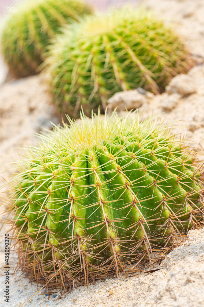 Cactus Echinocactus grusonii (spherical) with a golden yellow spike. Growing on the sand Cactus Echinocactus grusonii (spherical) with a golden yellow spike. Growing on the sand